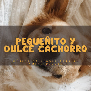 Duerme Al Instante Con Truenos Y Relámpagos