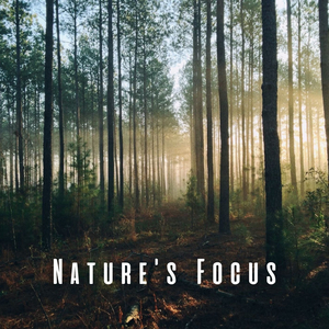 Mindful Harmonic Tunes