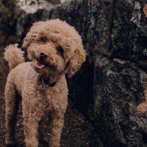 That's Just My Baby Dog