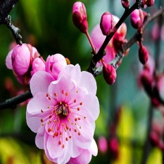 越剧《白蛇传·断桥》“西湖山水还依旧”（胡山岗主胡）