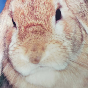 そよかぜにのせて