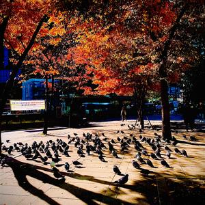 늦가을 천변에서