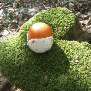 Утро воскресения