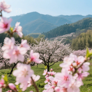 花开山野春风自来