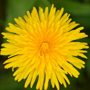 静心放松心情 (安静轻音乐)