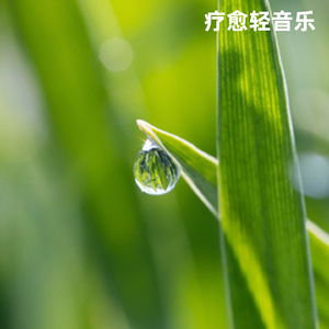 雨林探秘纯音乐・热带雨林的喧嚣