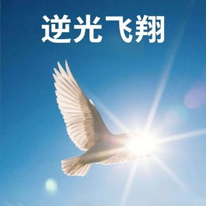 逆光飞翔