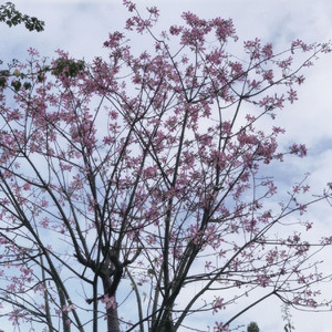 【free】“ 花凋零之前找到你 Guitar Beat”