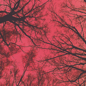 Рождены любить