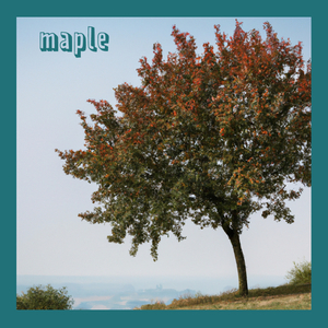 maple