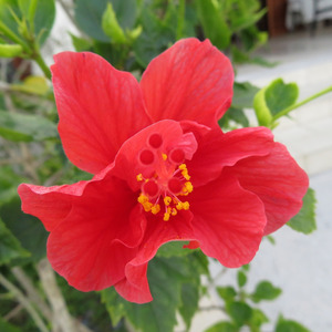 君の空に花を咲かせて