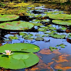 lilypad
