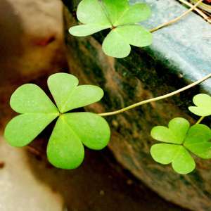 Green Cloud Piano 4Hands