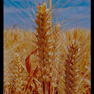 麦子.prod by 红园