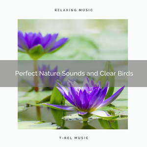 Cicadas Songs and Clear Dense Trees Songs for High Sleep pt. 2