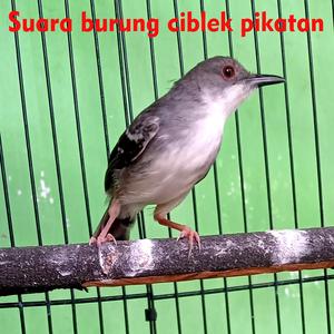 Suara burung ciblek pikatan