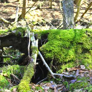 Streambed