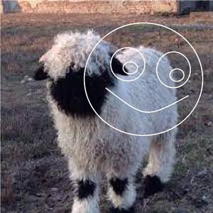 sheep