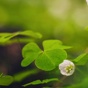 Don't Let Her Go (Lofi)