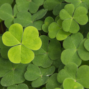 道端のシャムロック