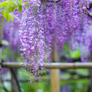 ウイステリアの簪になびいて