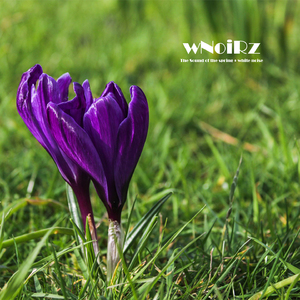 The Sound of the Spring + White Noise (Therapeutical Immersive Sounds)