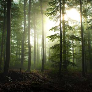 nicky "one last letter to Alice Cullen" (p. hhhcra)