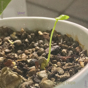 Sunlight Through the Leaves