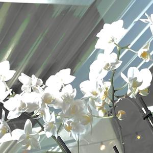 Collectivist Orchids