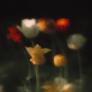 Autumn Waltz in the Courtyard