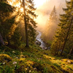 Opposing Forest对立森林