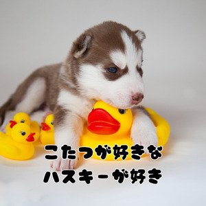 こたつが好きなハスキーが好き