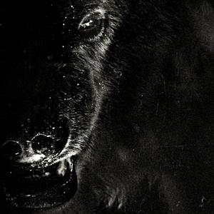 howl