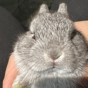 赤子如狐(Cover 田嘉瑞)