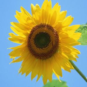 夏日(Instrumental)