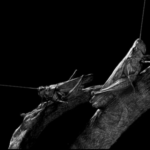 Fools (Detuned Guitar Version)