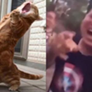 乌蒙山连着山外山（鬼畜）