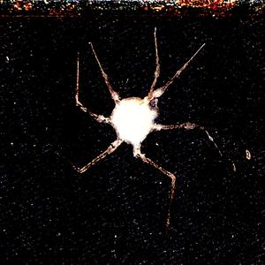 SMURTZAVSICHKISHPIONIFREESTYLE