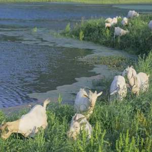 Pastoral life