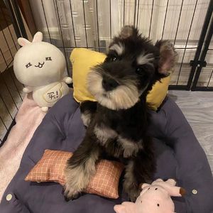 sheep(Prod by.PUNISHME)