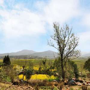 庐州月＋燕归巢（翻自 许嵩）