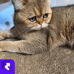 重见云英掌上身 (现场)