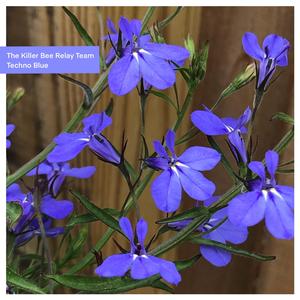 Techno Blue 4 (042821)