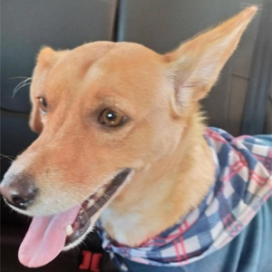 Lilly, a Vira Lata Caramelo