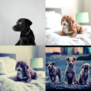 安静的小狗声音