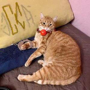 Я сделал сальто