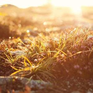 悠闲自在的牧场