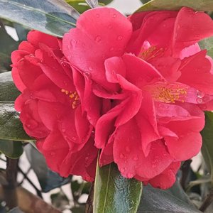 沙尘里迷失的旅人