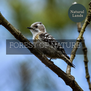 Humming of Crickets for Concentration