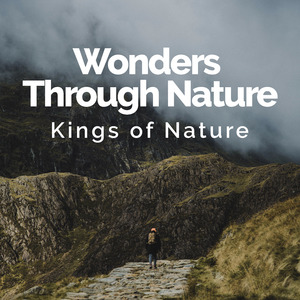 Rainy Evening Insects